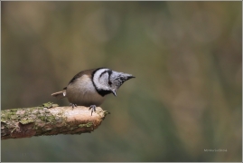 <p>SÝKORA PARUKÁŘKA (Lophophanes cristatus) /Crested tit - Haubenmeise/</p>
